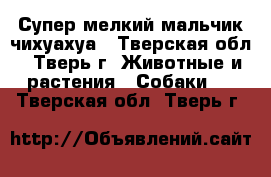 Супер-мелкий мальчик чихуахуа - Тверская обл., Тверь г. Животные и растения » Собаки   . Тверская обл.,Тверь г.